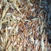 Куплю некондицию, зерноотходы зерновых, бобовых, масличных