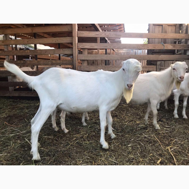 Фото 2. Продам молоду козу та козенят молочної породи ламанча