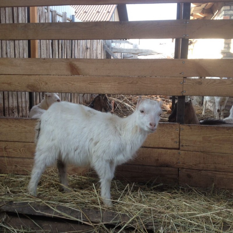 Фото 4. Продам молоду козу та козенят молочної породи ламанча