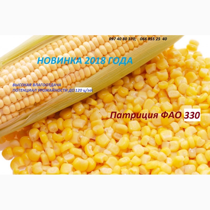Фото 2. Семена кукурузы Патриция - ФАО 300, гибрид F1, (Семанс Франция)