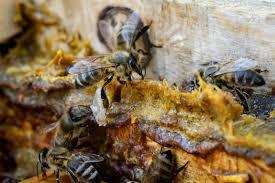 Фото 5. Прополис пчелиный 2021 года