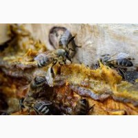 Прополис пчелиный 2021 года