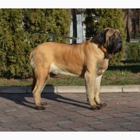 Щенки мастифа - самой крупной породы собак в мире