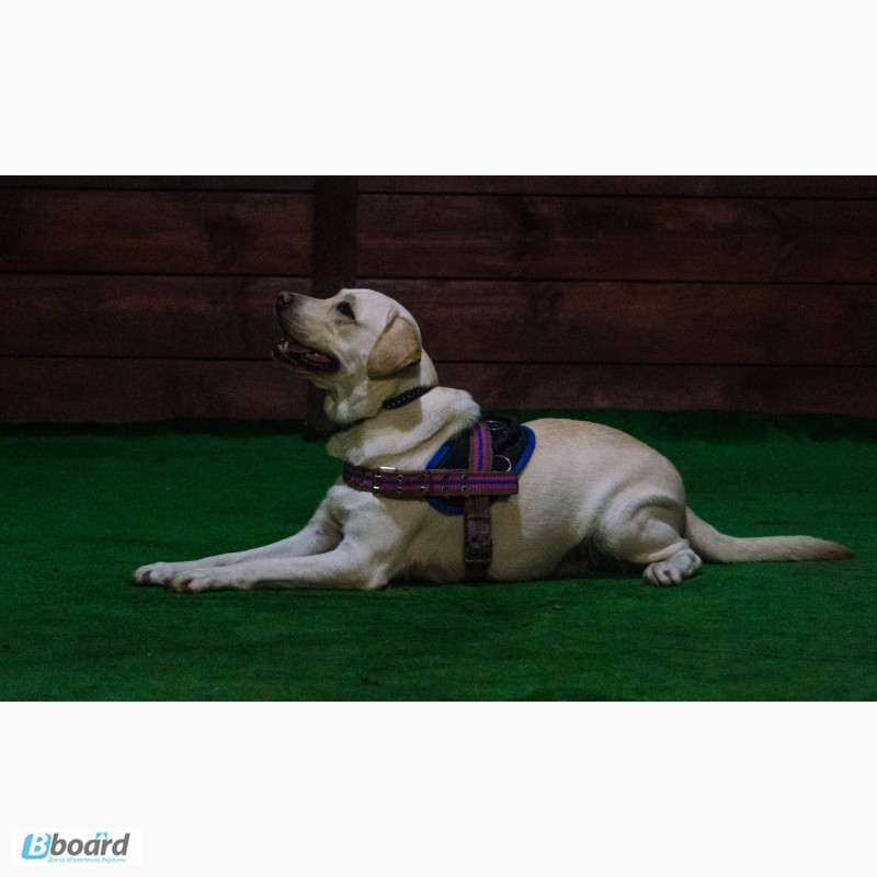 Фото 10. SMART-DOG Одесса. Профессиональное обучение Вашей собаки - наша задача