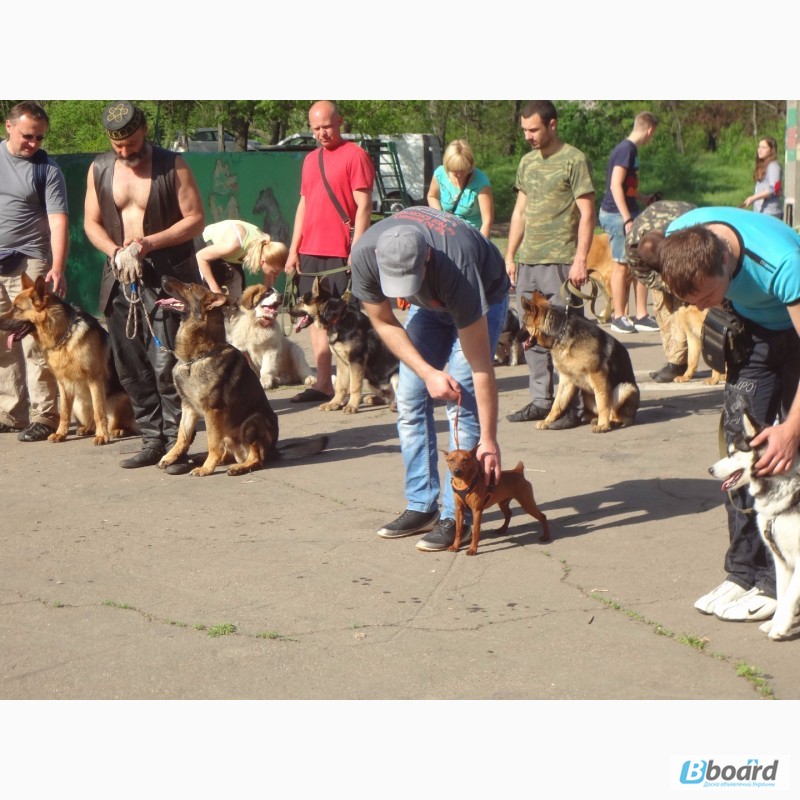 Фото 12. SMART-DOG Одесса. Профессиональное обучение Вашей собаки - наша задача