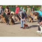 SMART-DOG Одесса. Профессиональное обучение Вашей собаки - наша задача