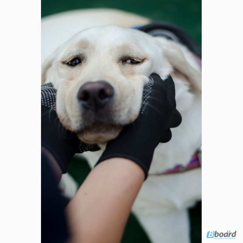 Фото 13. SMART-DOG Одесса. Профессиональное обучение Вашей собаки - наша задача