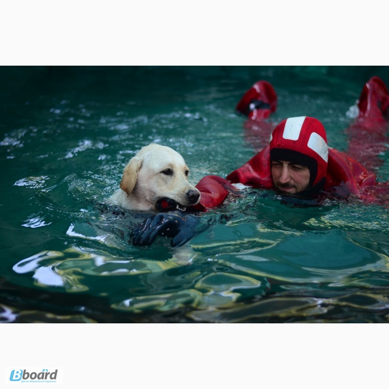 Фото 15. SMART-DOG Одесса. Профессиональное обучение Вашей собаки - наша задача