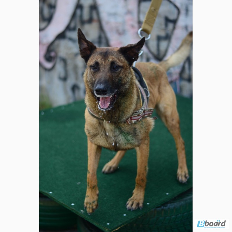 Фото 17. SMART-DOG Одесса. Профессиональное обучение Вашей собаки - наша задача