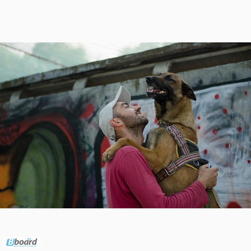 Фото 2. SMART-DOG Одесса. Профессиональное обучение Вашей собаки - наша задача