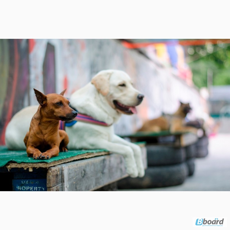 Фото 3. SMART-DOG Одесса. Профессиональное обучение Вашей собаки - наша задача