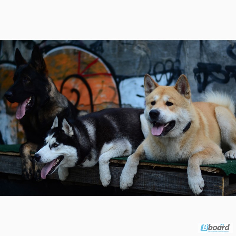 Фото 4. SMART-DOG Одесса. Профессиональное обучение Вашей собаки - наша задача