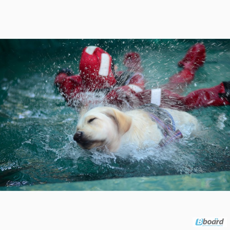 Фото 6. SMART-DOG Одесса. Профессиональное обучение Вашей собаки - наша задача