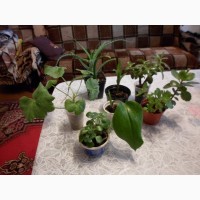 Комнатные растения Набор из 6 растений