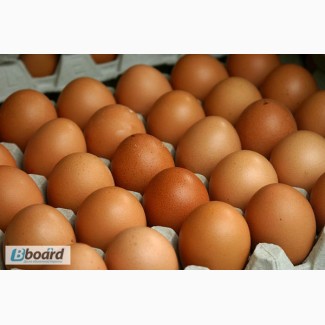 Яйцо куриное оптом от производителя