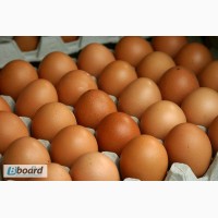 Яйцо куриное оптом от производителя