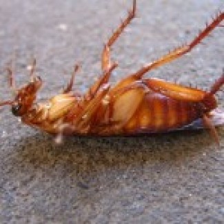 Средство от тараканов и муравьев