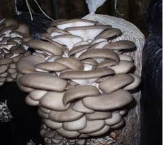 Фото 4. Питательные среды для выращивания грибов