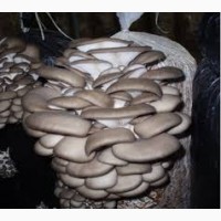 Питательные среды для выращивания грибов