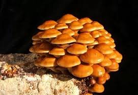 Фото 5. Питательные среды для выращивания грибов