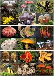 Фото 6. Питательные среды для выращивания грибов