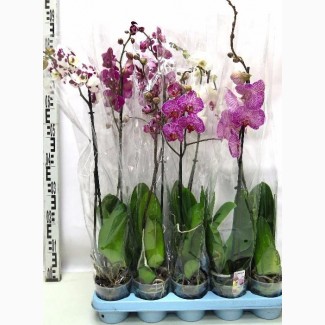 Орхидеи-Фаленопсисы Украина