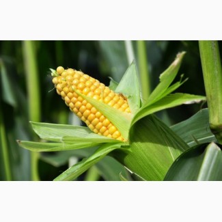 Продаємо насіння гібриду кукурудзи ГРАН 240
