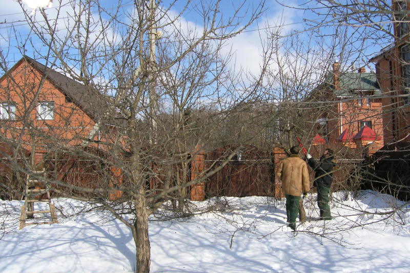 Фото 10. Зимняя обрезка плодовых деревьев