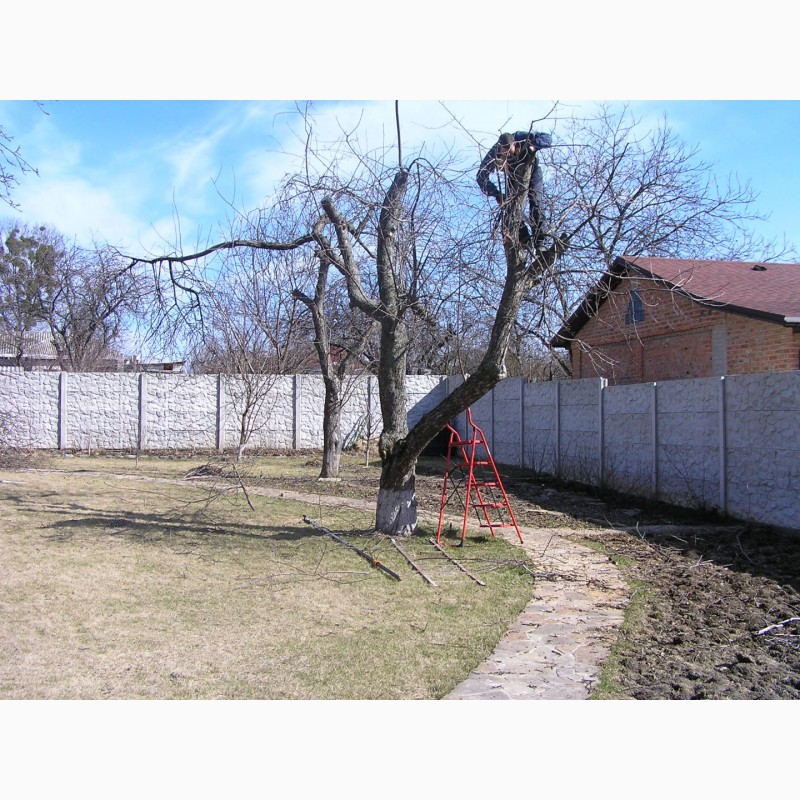 Фото 3. Зимняя обрезка плодовых деревьев