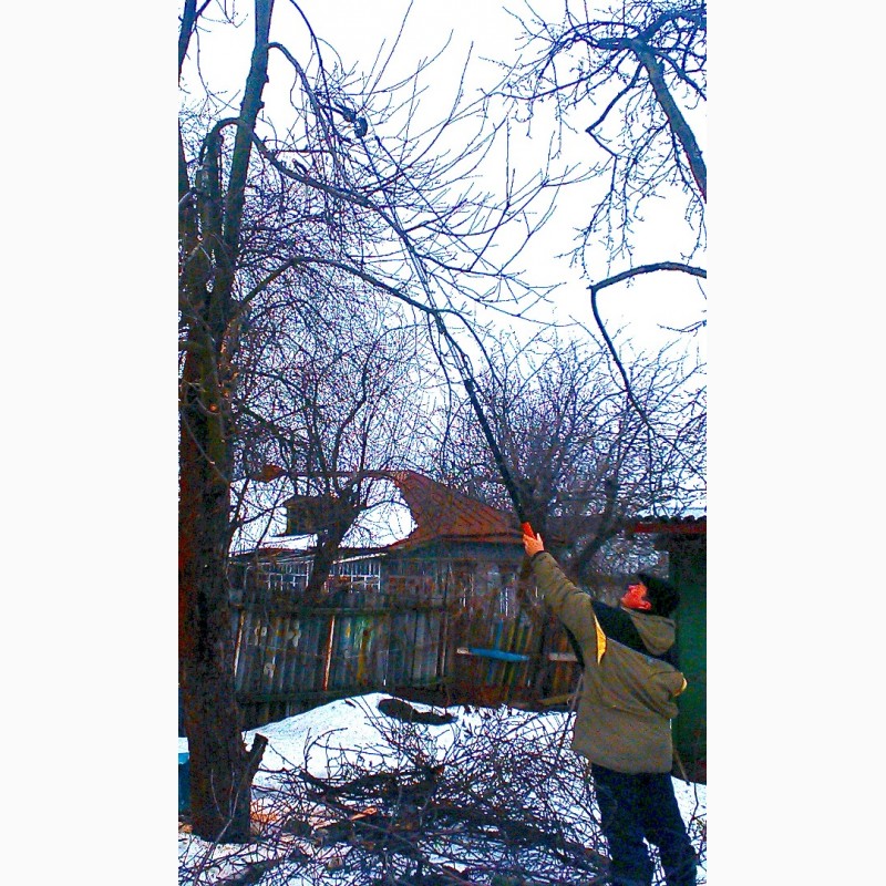 Фото 7. Зимняя обрезка плодовых деревьев