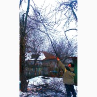 Зимняя обрезка плодовых деревьев