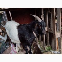 Продам козла короткоухого(ламанча)цап коза