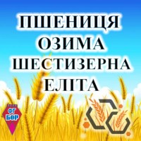 Насіння озимої пшениці ШЕСТИЗЕРНА еліта ФГ БОР