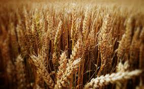 Фото 2. Крупным оптом закупаем пшеницу