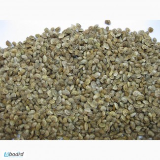 Эспарцет, сорт Песчаный 1251 семена