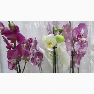 Цветущие орхидеи опт и розница Украина (цвета уточняйте)
