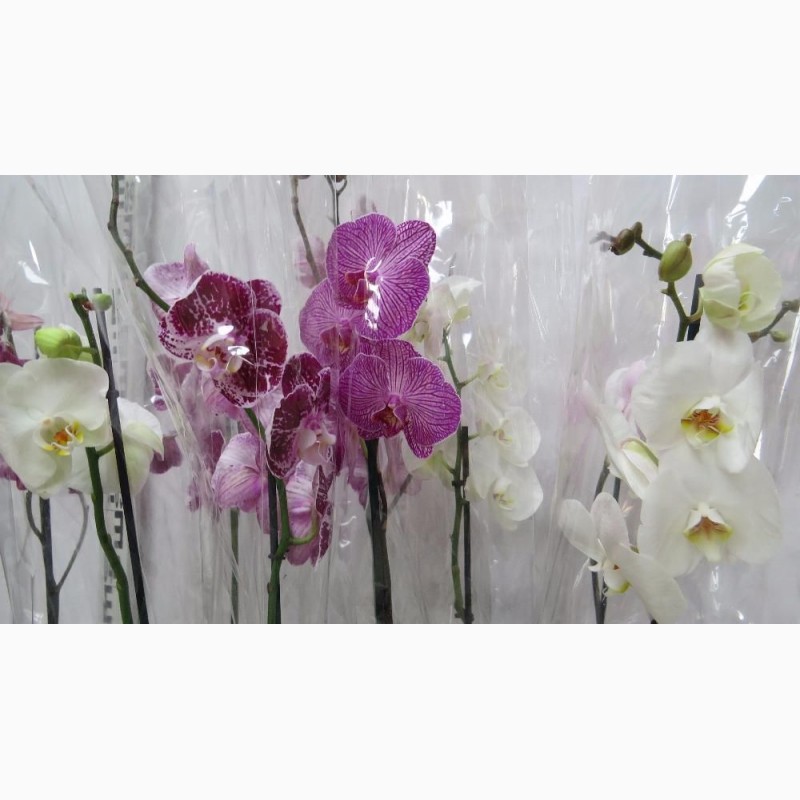 Фото 2. Цветущие орхидеи опт и розница Украина (цвета уточняйте)