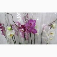 Цветущие орхидеи опт и розница Украина (цвета уточняйте)