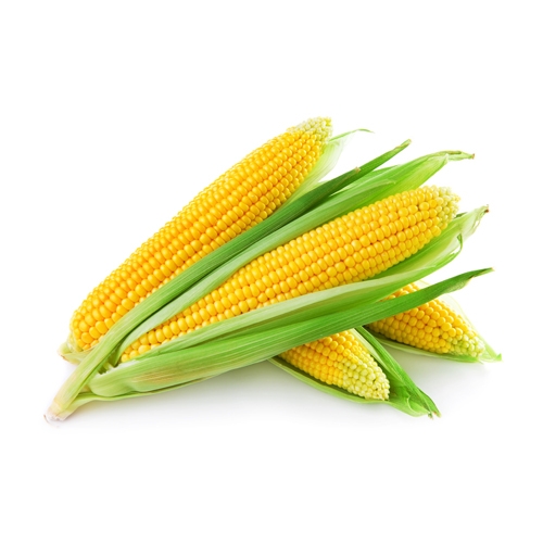 Фото 4. Куплю пшеницу, кукурузу, жмых, шрот, чечевицу, нут, фасоль, кориандр, спельту