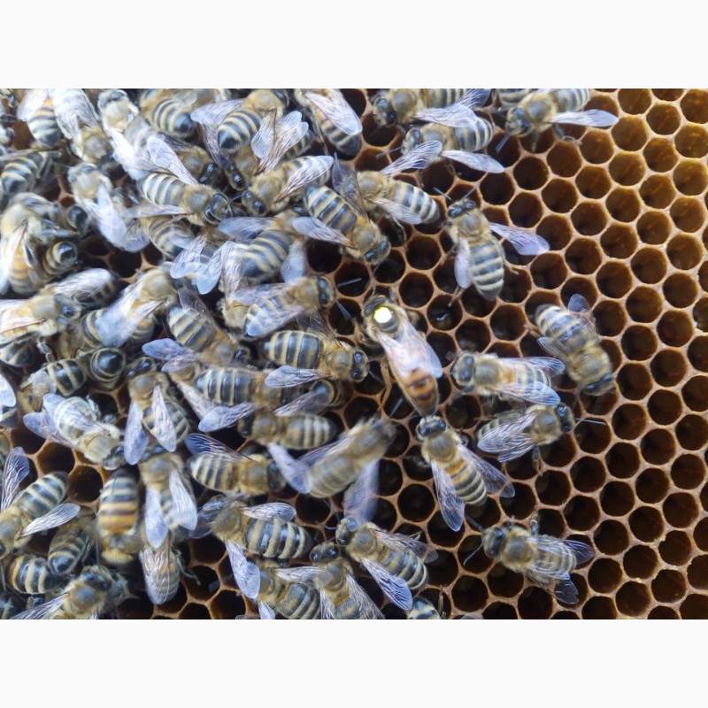 Фото 2. Неплодные пчеломатки, неплодки, пчелиные матки
