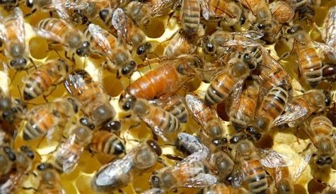 Фото 3. Неплодные пчеломатки, неплодки, пчелиные матки