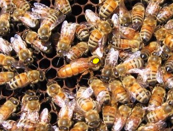 Фото 6. Неплодные пчеломатки, неплодки, пчелиные матки