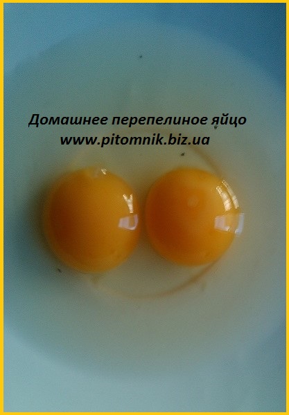 Фото 4. Свежие яйца перепелов, домашние