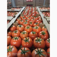 Продам цитрусовые и овощи с Турции от поставщика
