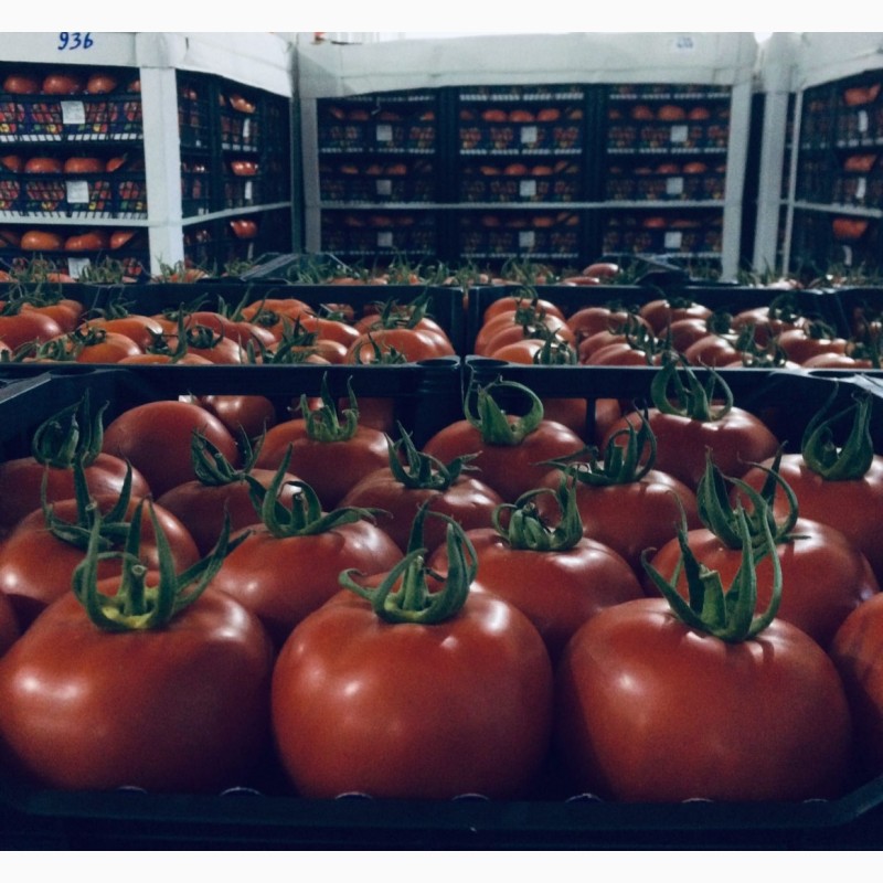 Фото 19. Продам цитрусовые и овощи с Турции от поставщика