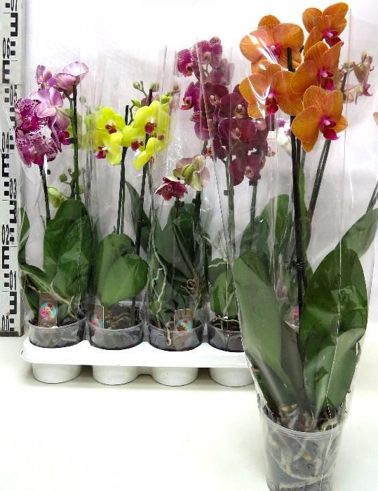 Фото 2. Орхидея на подарок от GreenS