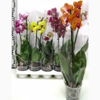Орхидея на подарок от GreenS