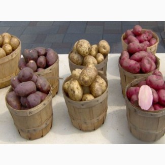 Продаю посадочный сортовой картофель