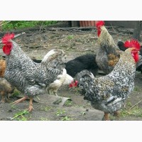 Приобрести куриные яйца для инкубации Мастер Грей