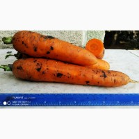 Продам морковь Фрея